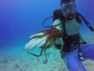 Hawaii Scuba divng 15