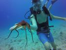 Hawaii Scuba divng 16