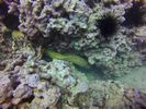 Hawaii Scuba divng 05