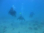 Hawaii Scuba divng 29