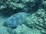 Hawaii Scuba divng 36