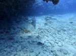 Hawaii Scuba divng 17