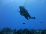 Hawaii Scuba divng 20