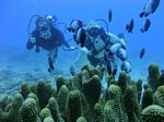 Hawaii Scuba divng 29