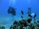 Hawaii Scuba divng 31