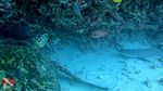 Hawaii scuba 37