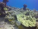 Hawaii Scuba divng 11