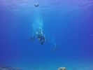 Hawaii Scuba divng 24