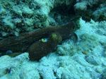 Hawaii Scuba divng 33