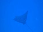 Hawaii Scuba divng 28