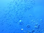 Hawaii Scuba divng 31