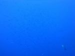 Hawaii Scuba divng 32