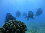 Hawaii Scuba divng 33