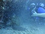 Hawaii Scuba divng 42