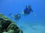 Hawaii Scuba divng 51