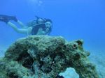 Hawaii Scuba divng 61