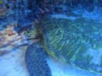 Hawaii Scuba divng 24