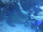 Hawaii Scuba divng 29