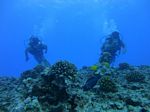 Hawaii Scuba divng 32