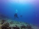 Hawaii Scuba divng 16