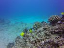 Hawaii Scuba divng 20