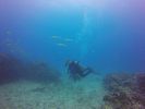 Hawaii Scuba divng 21