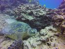 Hawaii Scuba divng 24