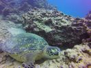 Hawaii Scuba divng 25