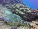 Hawaii Scuba divng 26