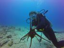 Hawaii Scuba divng 43