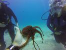 Hawaii Scuba divng 49