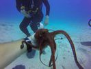 Hawaii Scuba divng 51