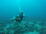 Hawaii Scuba divng 15