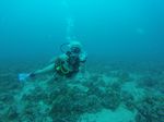 Hawaii Scuba divng 16