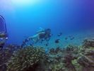 Hawaii Scuba divng 17