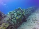 Hawaii Scuba divng 18