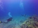 Hawaii Scuba divng 22