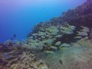 Hawaii Scuba divng 39