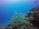 Hawaii Scuba divng 40