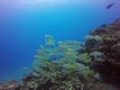 Hawaii Scuba divng 40