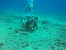 Hawaii Scuba divng 05