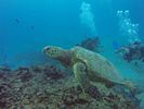 Hawaii Scuba divng 29