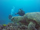 Hawaii Scuba divng 30