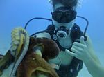 Hawaii Scuba divng 29