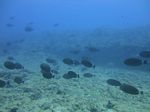 Hawaii Scuba divng 38