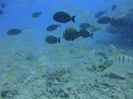 Hawaii Scuba divng 39