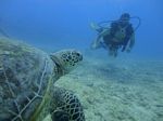 Hawaii Scuba divng 44