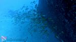 Hawaii scuba 19