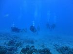 Hawaii Scuba divng 31