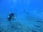 Hawaii Scuba divng 35